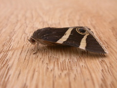 Grammodes ocellata