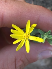 Heterotheca depressa