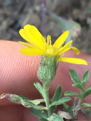 Heterotheca depressa