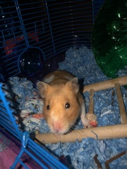 Mesocricetus auratus