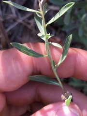 Heterotheca depressa