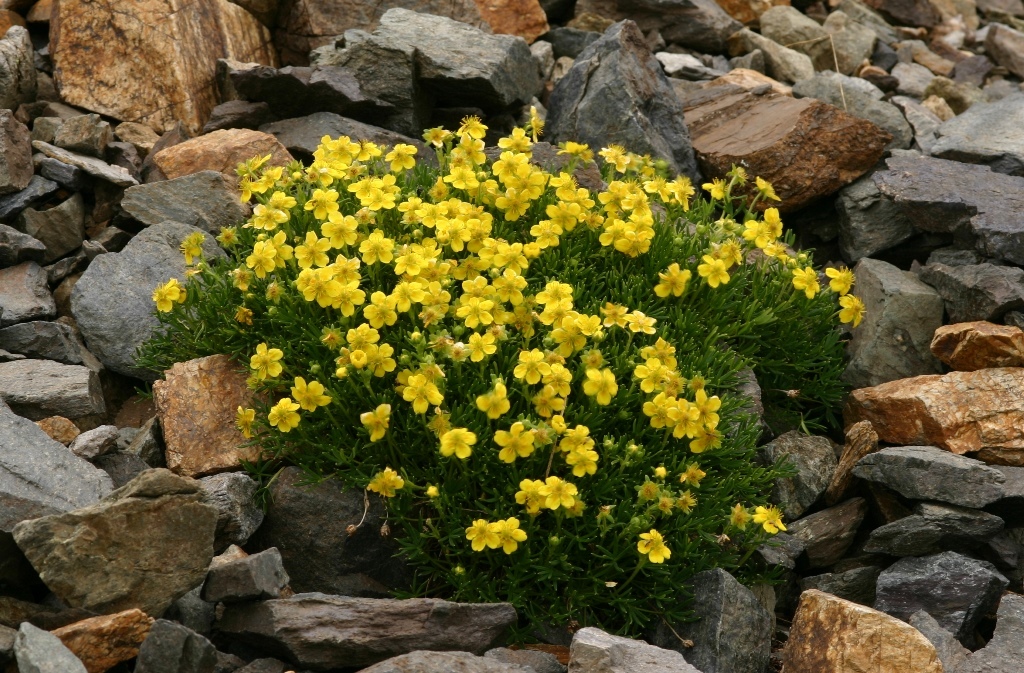 Potentilla biflora
