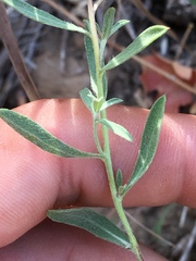 Heterotheca depressa