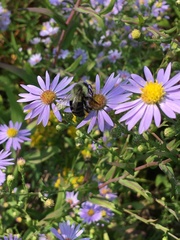 Bombus impatiens