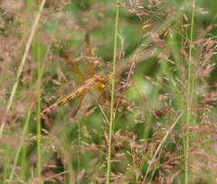 Sympetrum striolatum imitoides