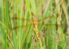 Sympetrum striolatum imitoides