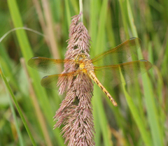 Sympetrum striolatum imitoides