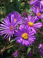 Symphyotrichum
