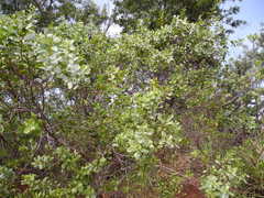 Santalum ellipticum