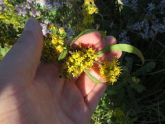 Solidago lancifolia