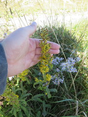 Solidago lancifolia