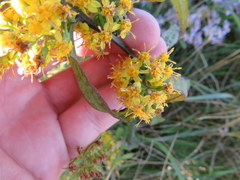Solidago lancifolia