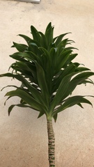 Dracaena fragrans compacta