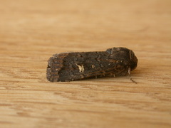 Proteuxoa bistrigula