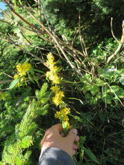 Solidago roanensis