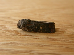 Proteuxoa bistrigula