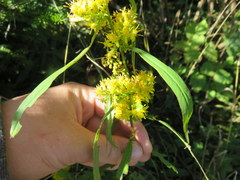 Solidago roanensis