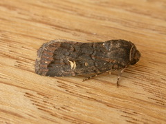 Proteuxoa bistrigula