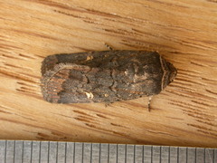 Proteuxoa bistrigula