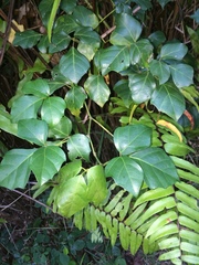 Rhoicissus rhomboidea