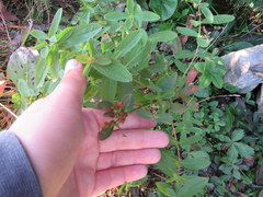 Hypericum mitchellianum