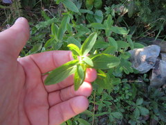 Hypericum mitchellianum