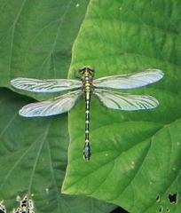 Cyclogomphus heterostylus