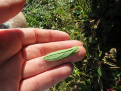 Hypericum mitchellianum