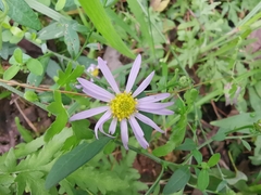 Aster indicus
