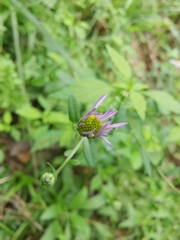 Aster indicus