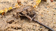 Breviceps rosei rosei