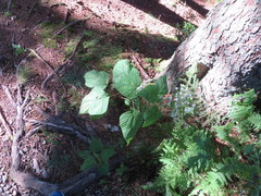 Ageratina roanensis
