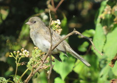 Junco hyemalis carolinensis