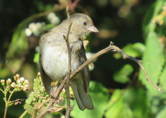 Junco hyemalis carolinensis