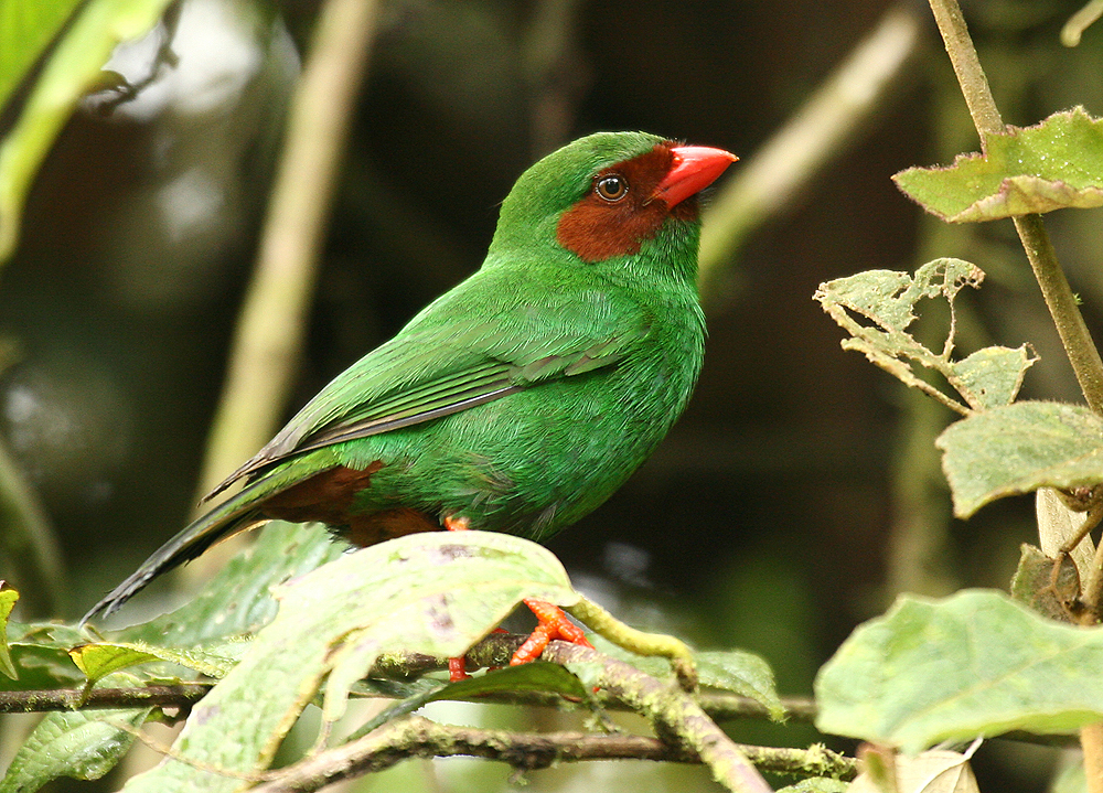 Grass-green Tanager photo