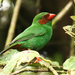 Grass-green Tanager - Photo (c) Michael Woodruff, some rights reserved (CC BY)