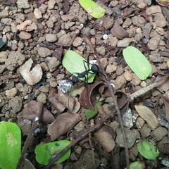 Polyrhachis abdominalis