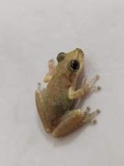 Scinax x-signatus