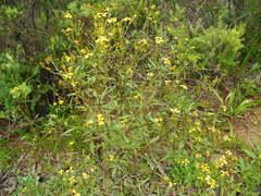 Bidens sandvicensis