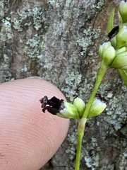 Sphacelotheca hydropiperis