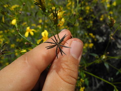 Bidens sandvicensis