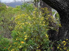 Bidens sandvicensis