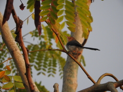 Prinia molleri