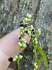 Sphacelotheca hydropiperis