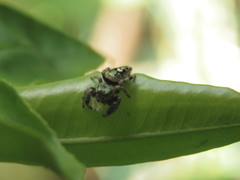 Phidippus bidentatus