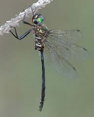 Somatochlora filosa