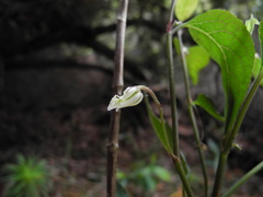 Viola chamissoniana