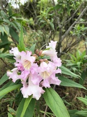 × chitalpa tashkentensis