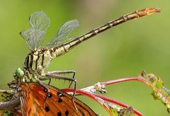 Dromogomphus armatus