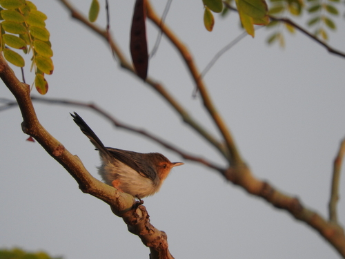 Prinia molleri